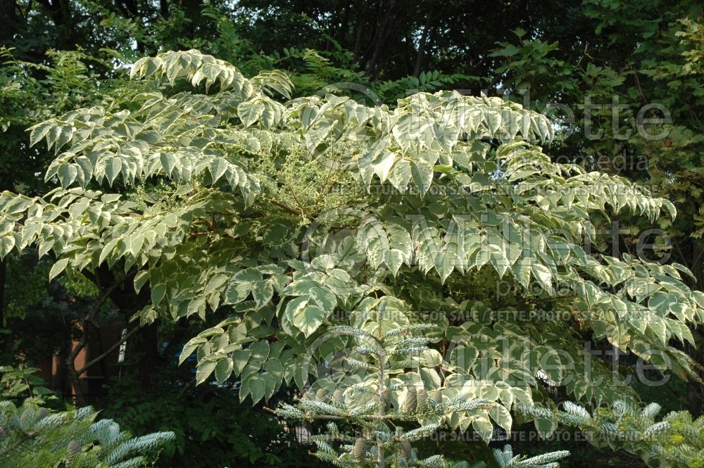 Aralia Variegata (Japanese angelica tree) 2 