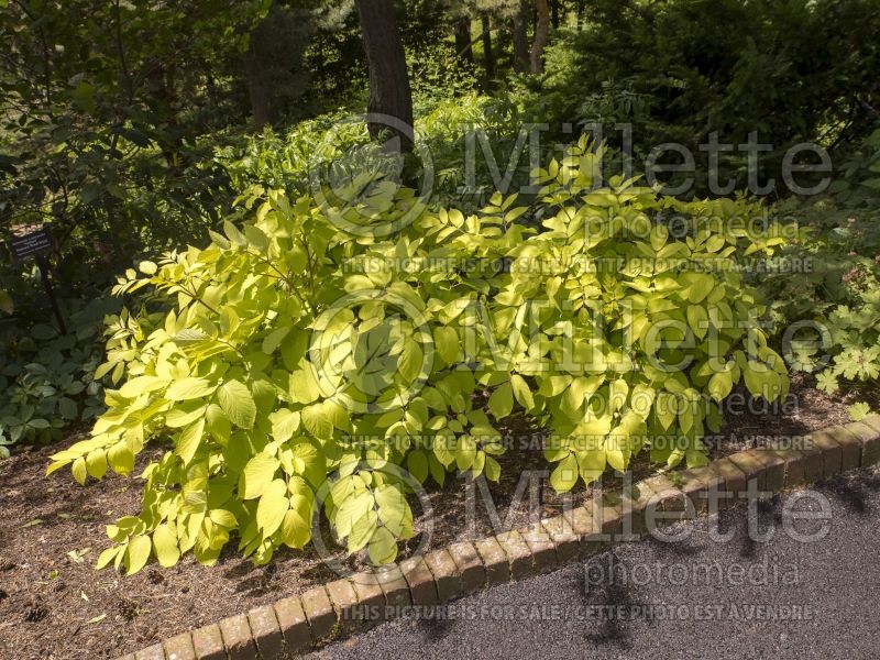 Aralia Sun King (Japanese Spikenard - Aralie ) 4