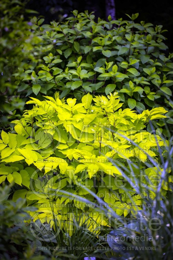 Aralia Sun King (Japanese Spikenard - Aralie ) 8 