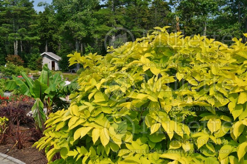 Aralia Sun King (Japanese Spikenard - Aralie ) 3