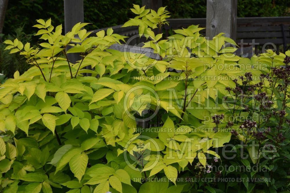 Aralia Sun King (Japanese Spikenard - Aralie ) 2