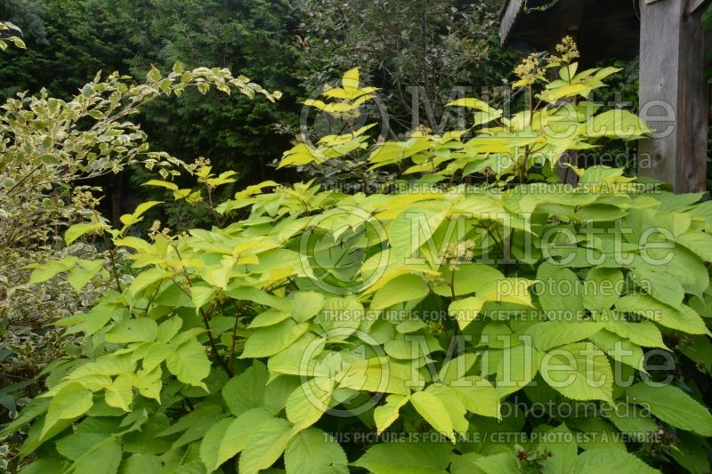 Aralia Sun King (Japanese Spikenard - Aralie ) 6