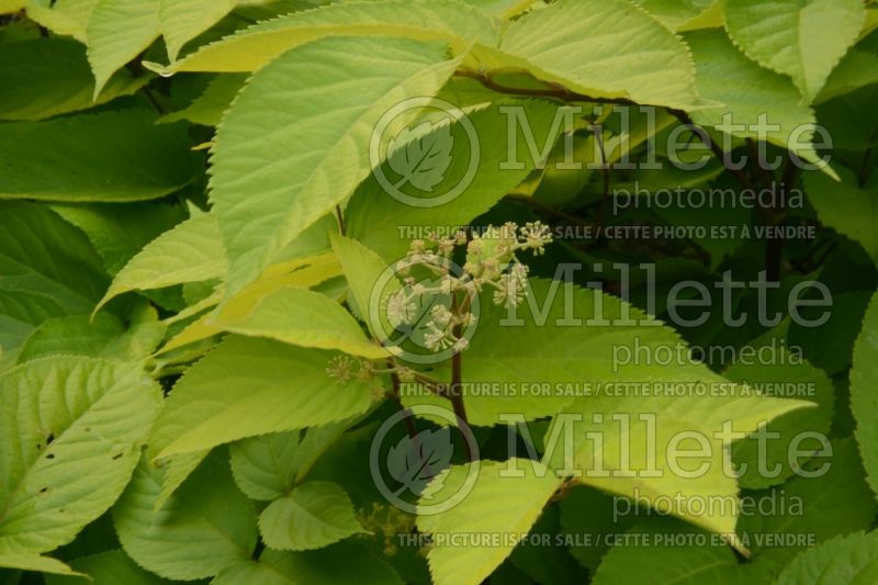 Aralia Sun King (Japanese Spikenard - Aralie ) 7