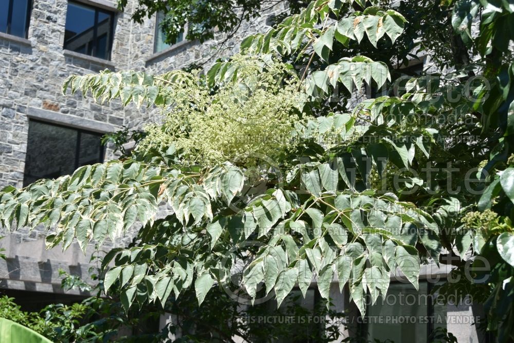 Aralia Aureovariegata (Japanese angelica tree) 1 