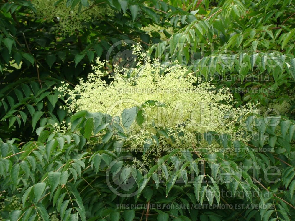 Aralia elata (Japanese angelica tree)  2