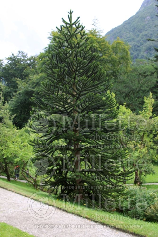 Araucaria araucana (monkey puzzle tree conifer) 5