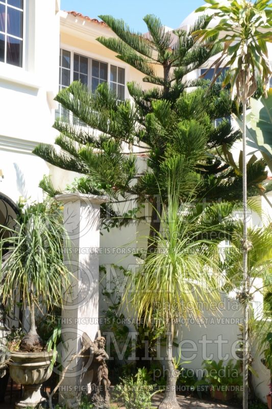 Araucaria heterophylla (Norfolk Island pine) 1 