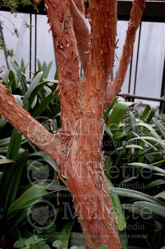 Arbutus Marina - Bark (Strawberry Tree) 1 