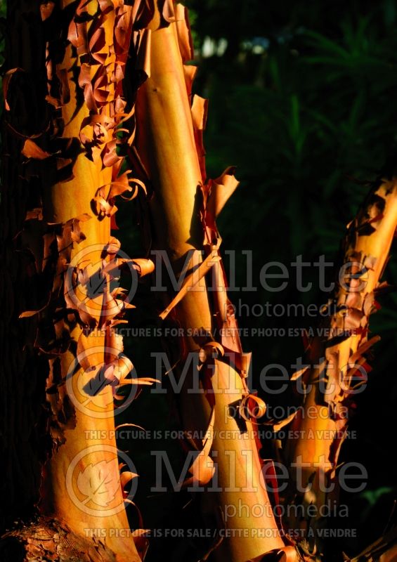 Arbutus Marina – Bark (Strawberry Tree) 2 