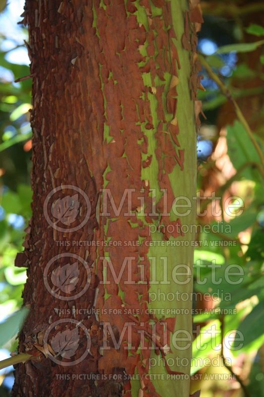 Arbutus menziesii - Bark (Strawberry Tree) 2 