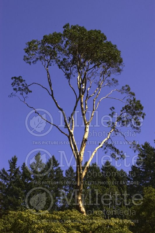 Arbutus menziesii - Bark (Strawberry Tree) 1 