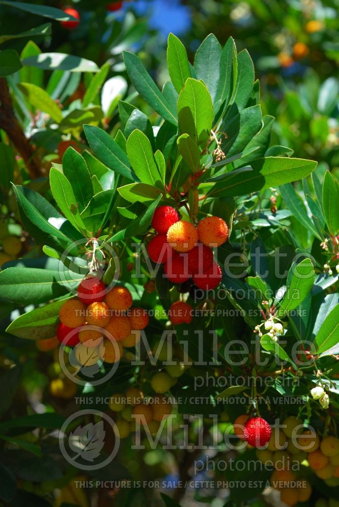 Arbutus unedo (Strawberry tree)  1