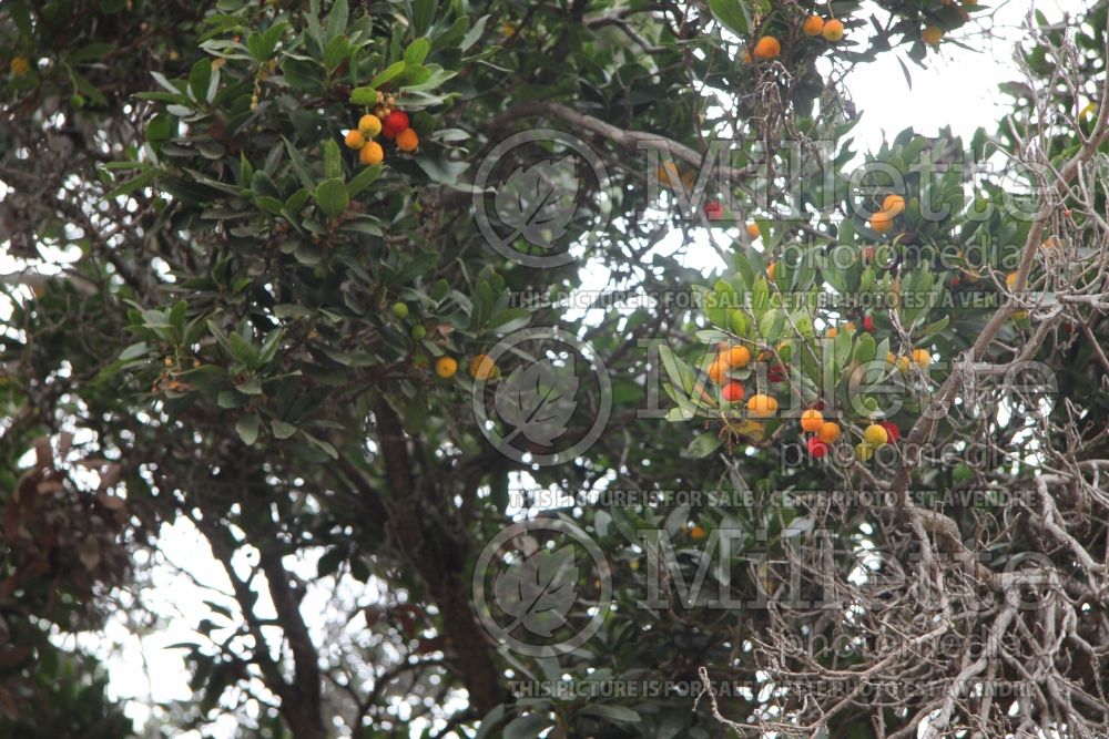 Arbutus unedo (Strawberry tree) 2 