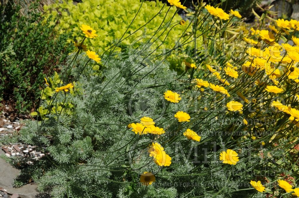 Archanthemis or Anthemis marschalliana (Chamomile Golden Marguerite) 1 