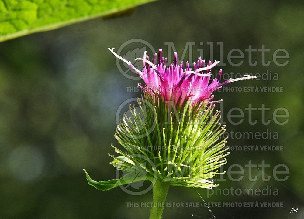 Arctium minus (Burdock or wild rhubarb) 1  