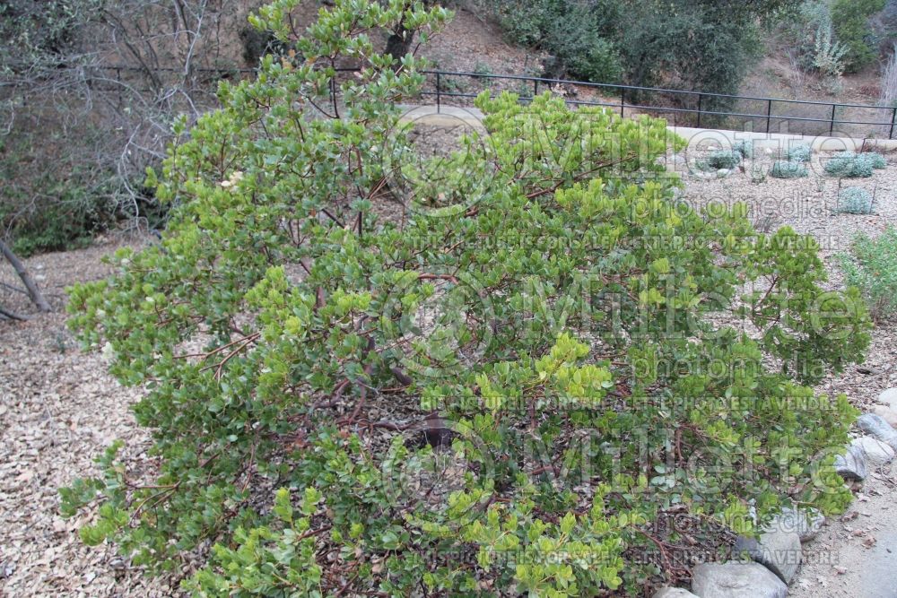 Arctostaphylos insularis (island manzanita) 1