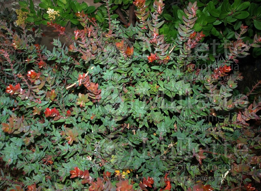 Arctostaphylos Sunset (Manzanita) 2  