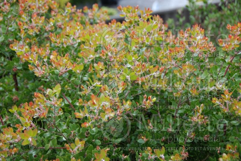 Arctostaphylos Sunset (Manzanita) 3  