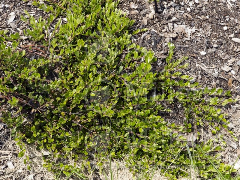 Arctostaphylos Massachusetts (Manzanita) 1  