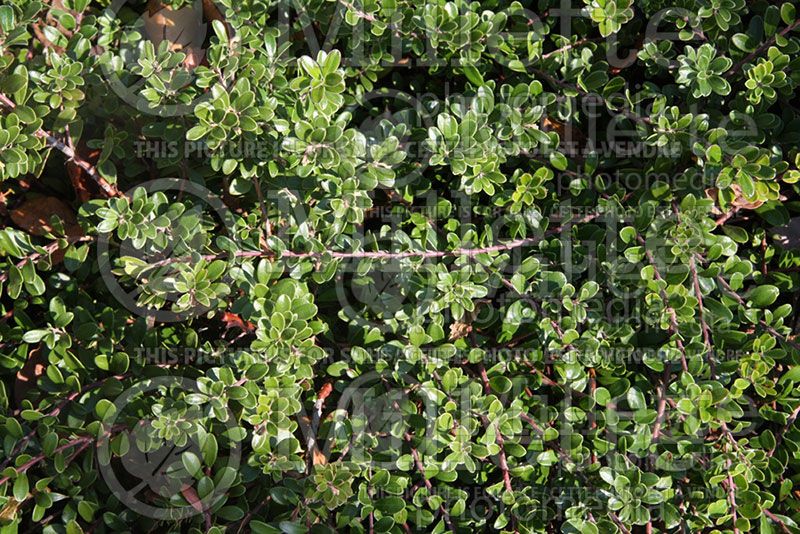 Arctostaphylos uva-ursi (Bearberry)  4 