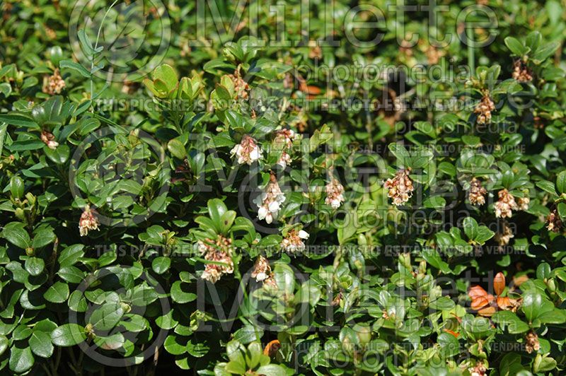 Arctostaphylos uva-ursi (Bearberry)   10