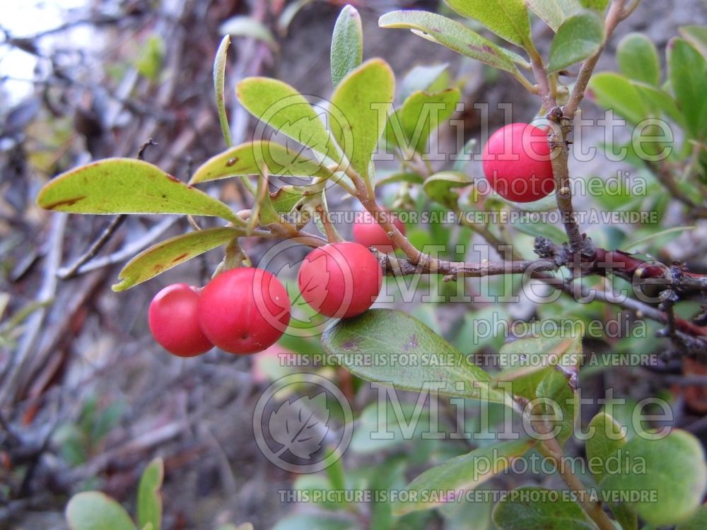 Arctostaphylos uva-ursi (Bearberry)   8