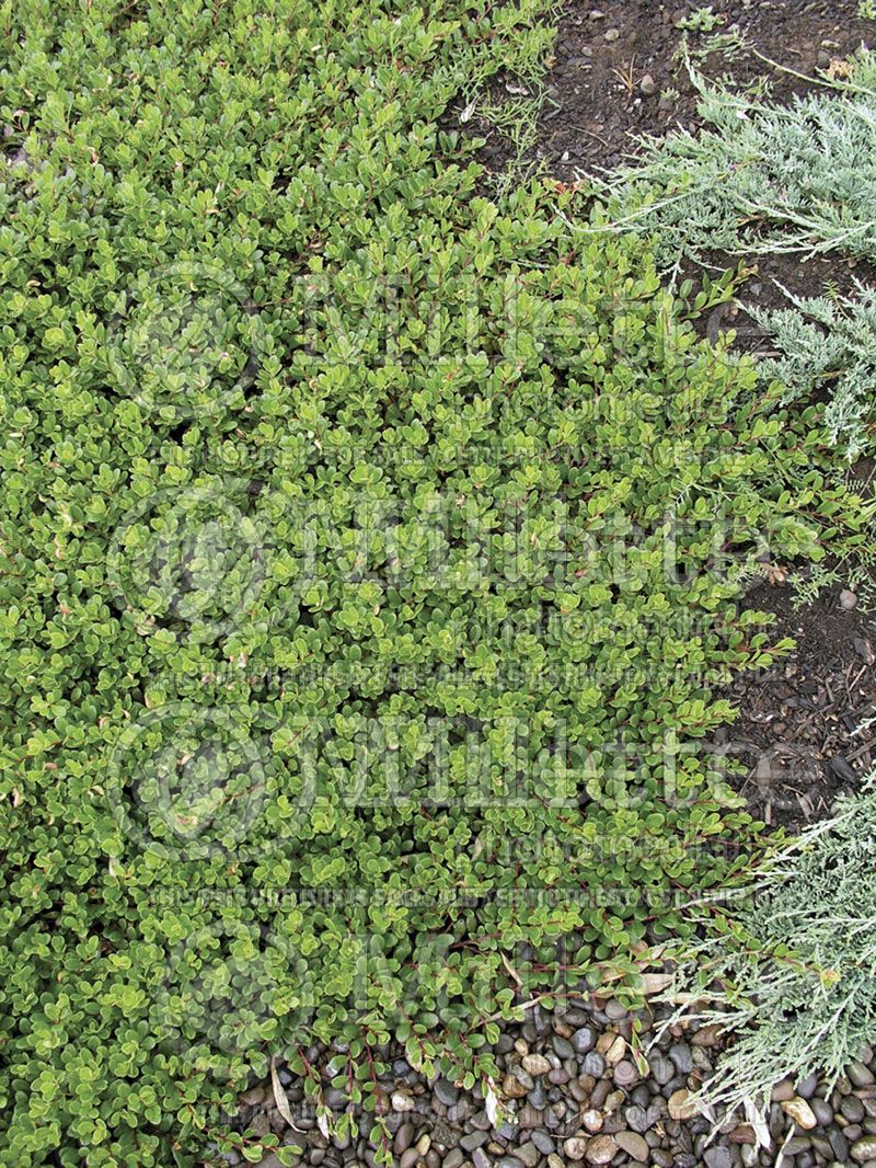 Arctostaphylos uva-ursi (Bearberry)   7