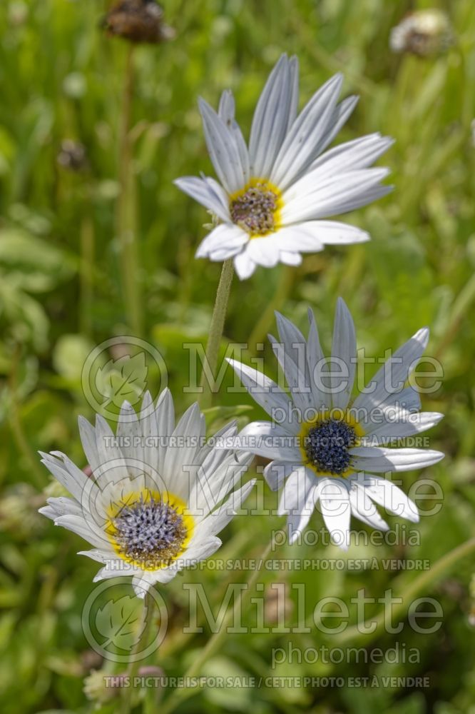 Arctotis stoechadifolia (African daisy) 1  