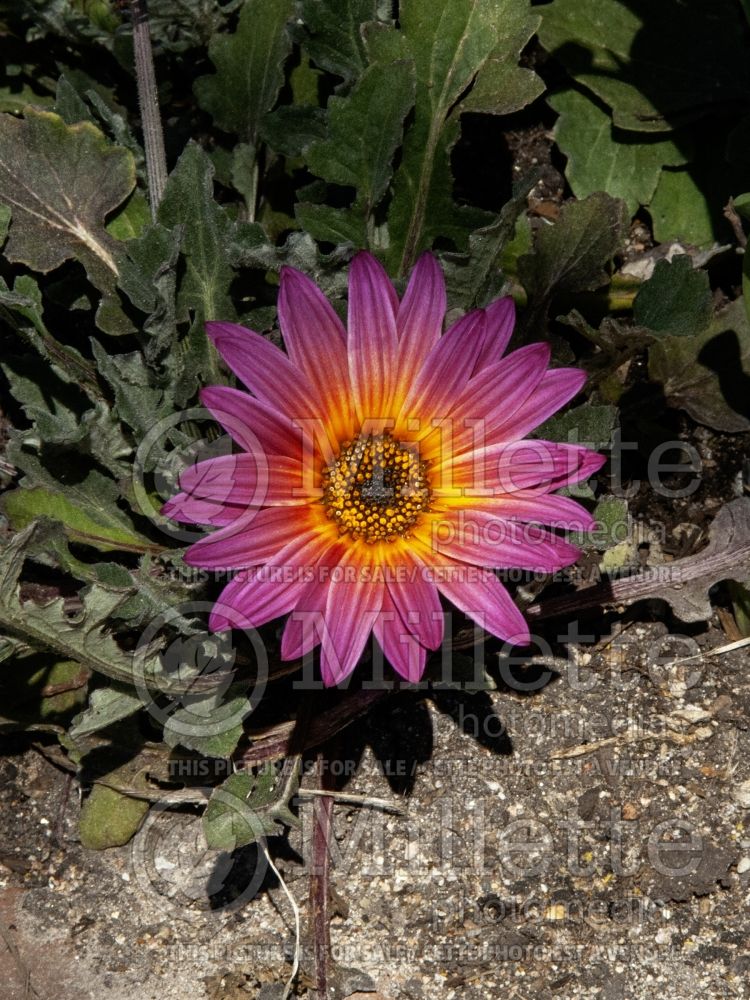 Arctotis The Ravers aka Pink Sugar (African daisy) 1