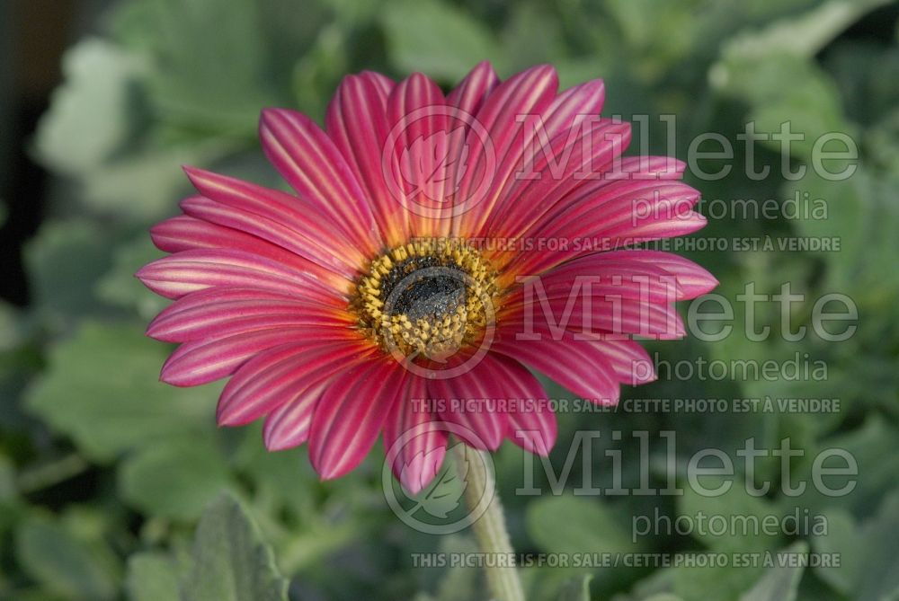 Arctotis aka Gazania Peachy Mango (African Daisy) 1