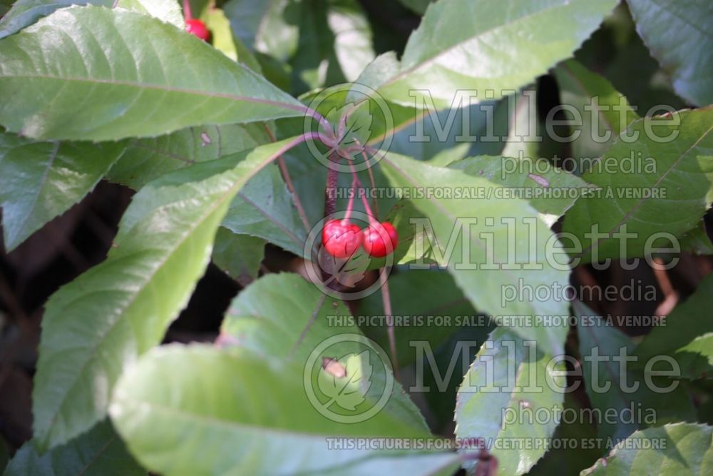 Ardisia Chirimen (marlberry) 1