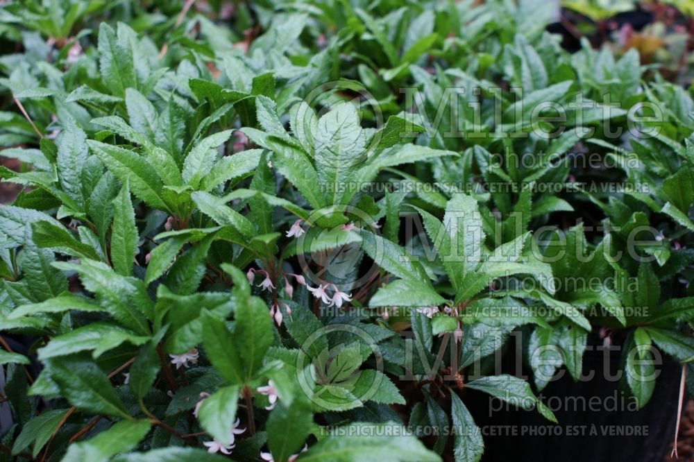 Ardisia Chirimen (marlberry) 3