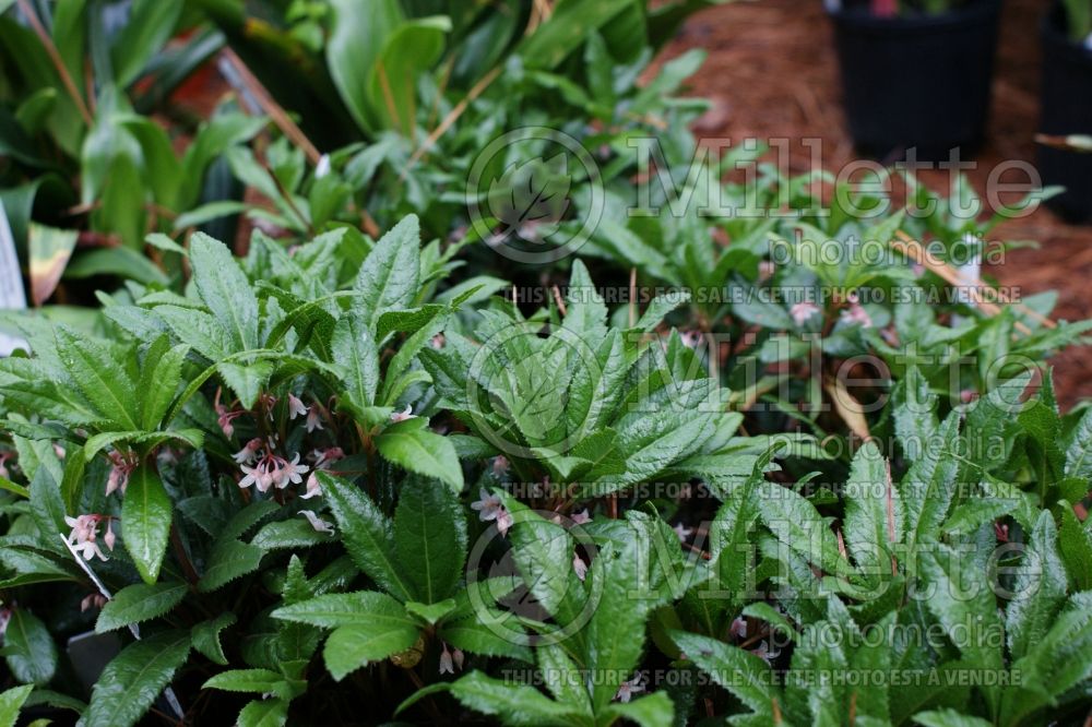 Ardisia Chirimen (marlberry) 4