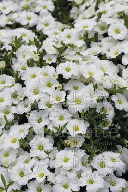 Arenaria Avalanche (Sandwort) 2