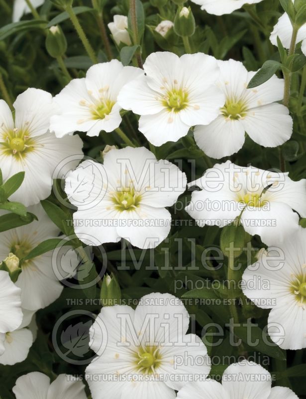 Arenaria Avalanche (Sandwort) 3