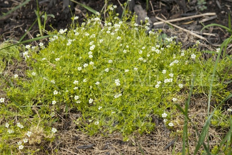 Arenaria Aurea (Sandwort) 5 