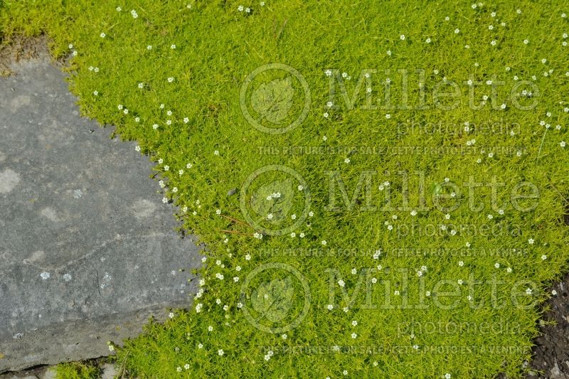 Arenaria Aurea (Sandwort) 4 