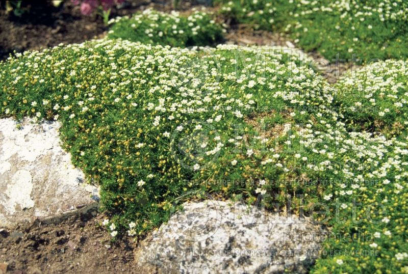 Arenaria verna (Sandwort) 2 