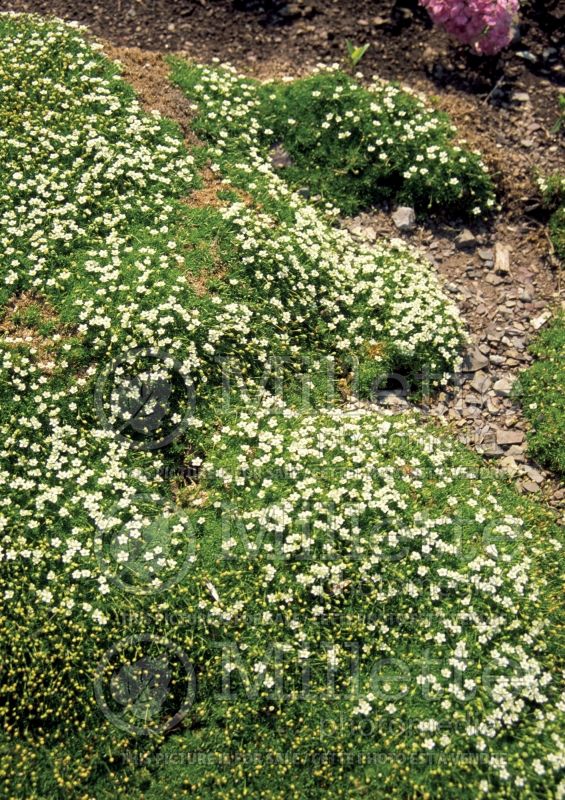 Arenaria verna (Sandwort) 3 