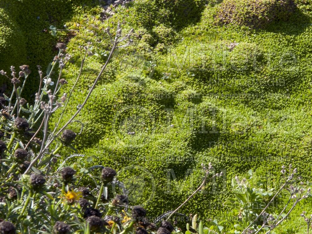 Arenaria Wallowa Mountains (Mossy Sandwort Desert Moss) 5