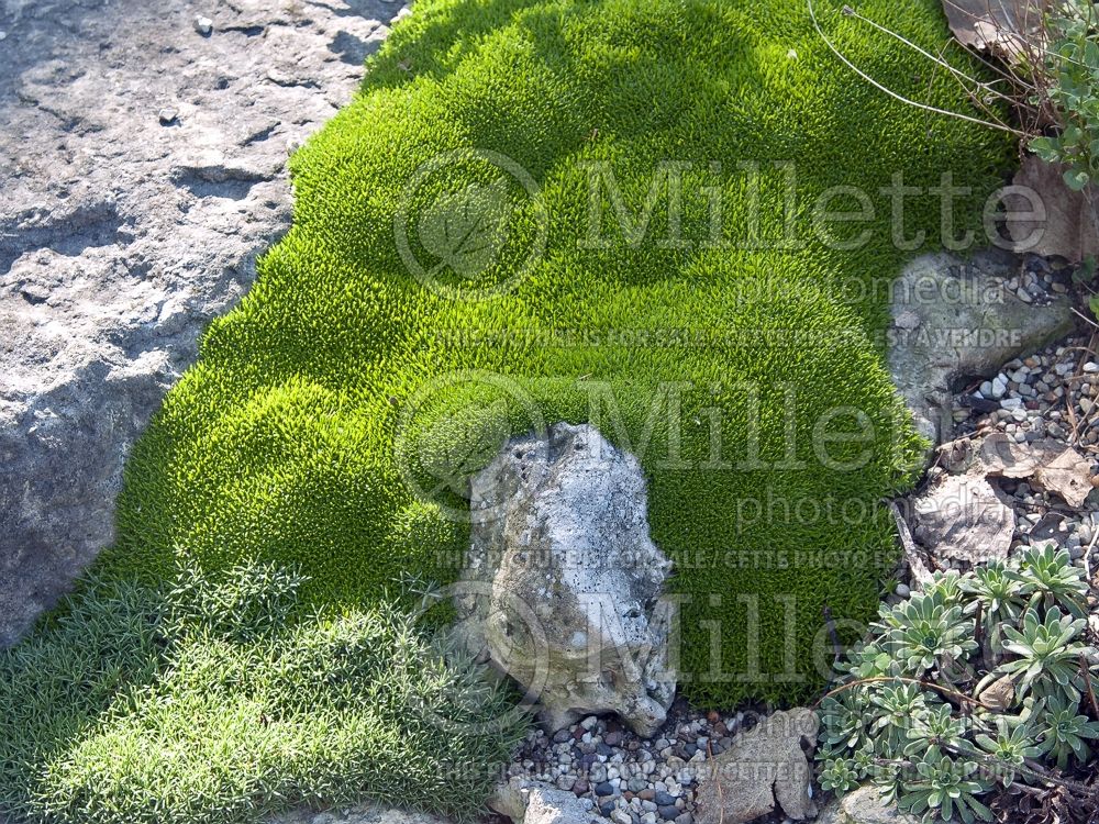 Arenaria Wallowa Mountains (Mossy Sandwort Desert Moss) 3