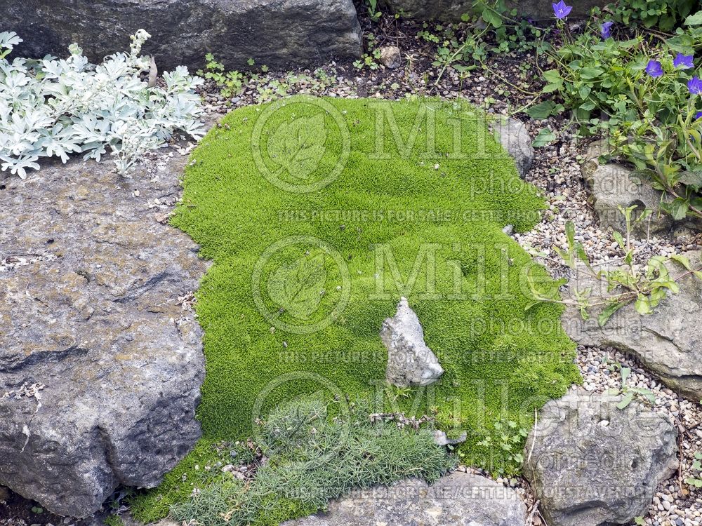 Arenaria Wallowa Mountains (Mossy Sandwort Desert Moss) 4