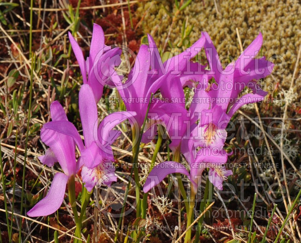 Arethusa bulbosa (Dragon's Mouth) 1