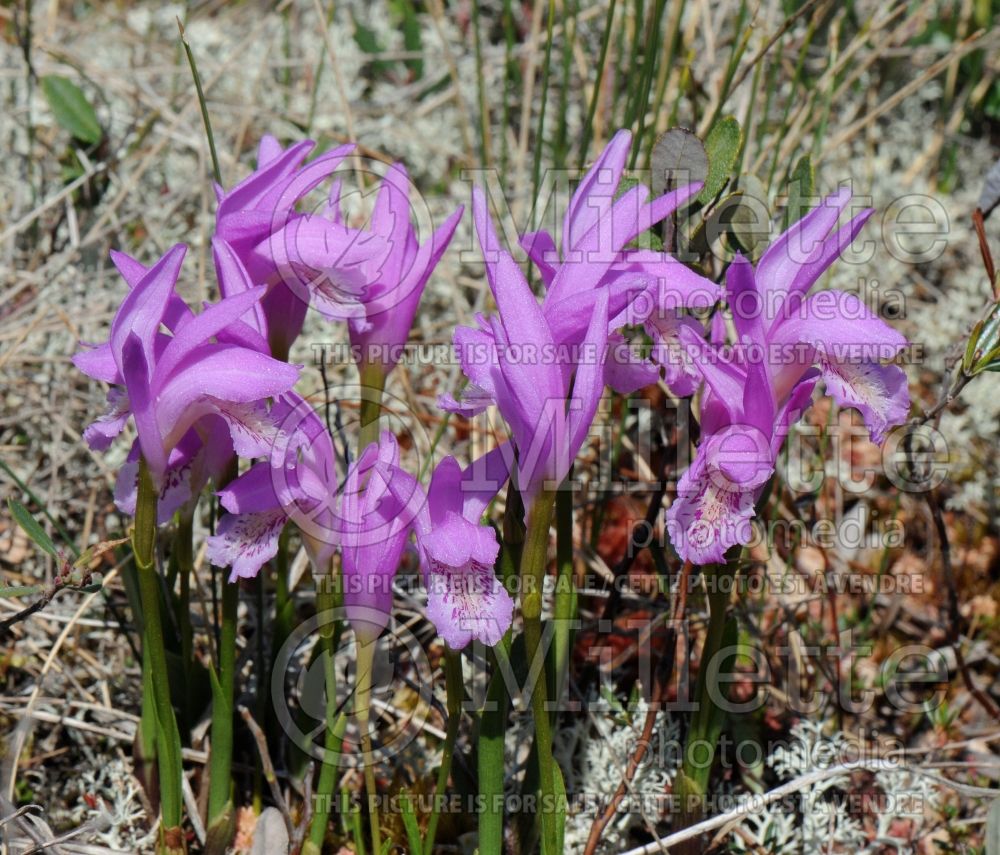 Arethusa bulbosa (Dragon's Mouth) 2