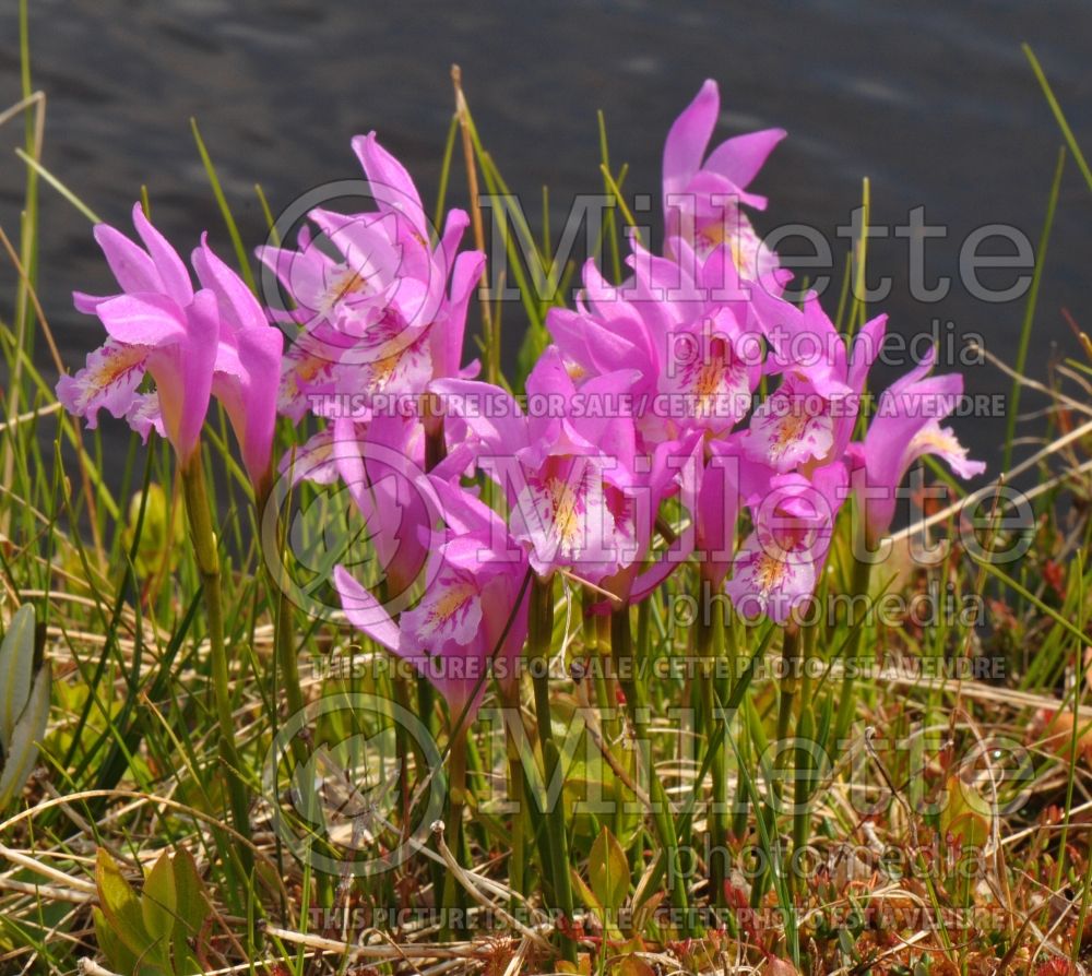 Arethusa bulbosa (Dragon's Mouth) 3