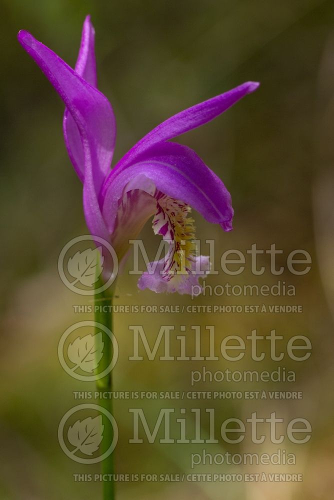 Arethusa bulbosa (Dragon's Mouth) 4