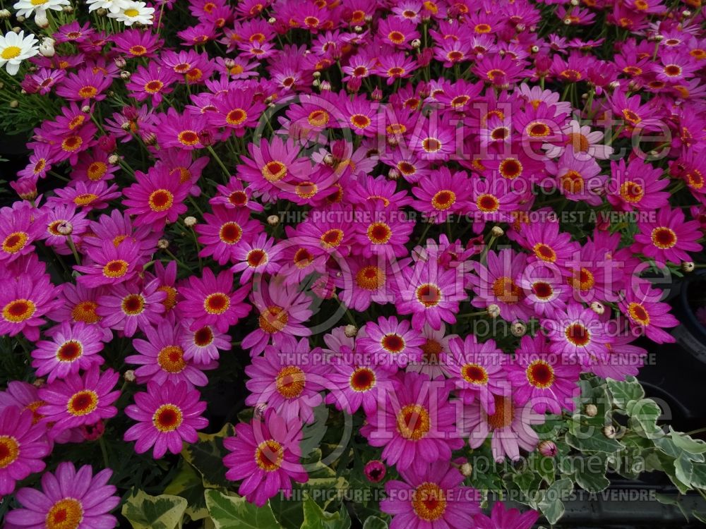 Argyranthemum Madeira Deep Pink Improved (Paris daisy, marguerite daisy) 1 