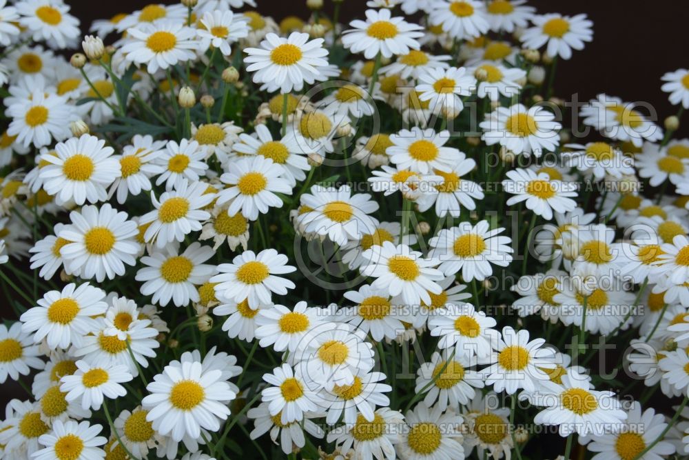 Argyranthemum Alps (Paris daisy) 1 