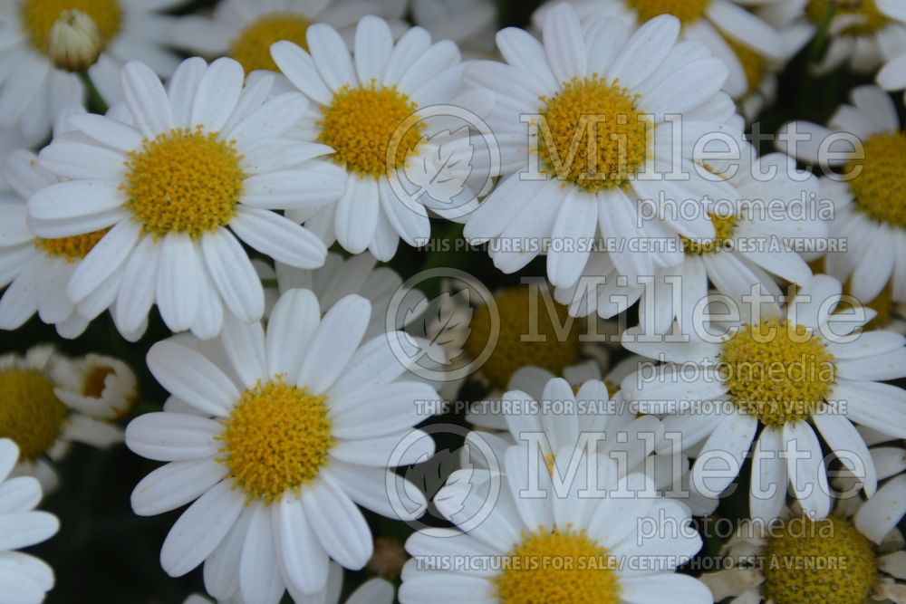 Argyranthemum Alps (Paris daisy) 2 