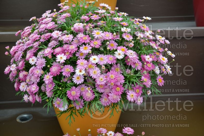 Argyranthemum Angelic Candy Pink (Paris daisy) 2 